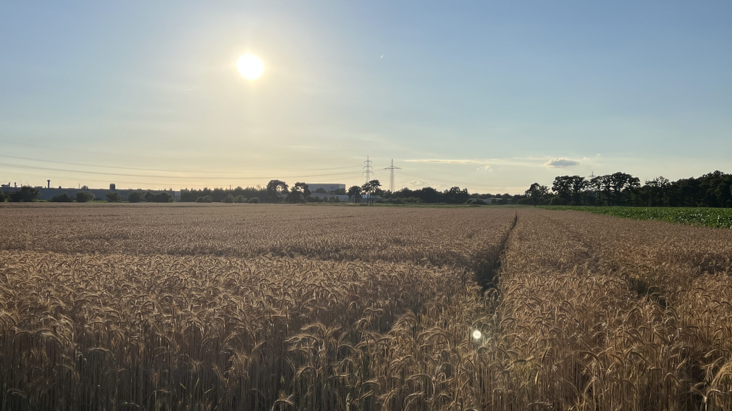 Feld Ende Juni